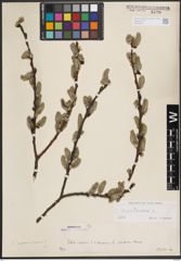 Foto von Salix cinerea L.